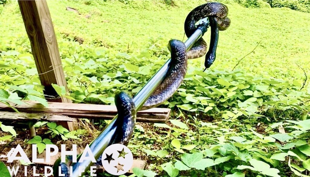 Snake being humanely removed in Germantown TN